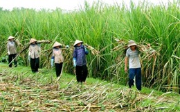 “Đại gia” Việt mang tiền ra nước ngoài làm nông