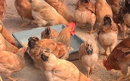 Vụ “Cởi phí cho gà”: Sẽ bỏ thu phí thú y