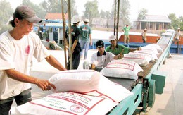 Giá gạo xuất khẩu Việt Nam đang cao hơn Thái Lan