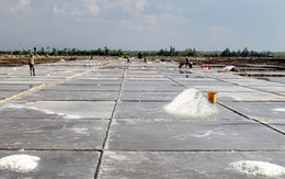 Diêm dân Bến Tre lao đao vì giá muối liên tục sụt giảm