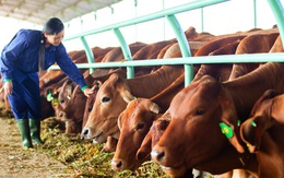 Bộ trưởng Cao Đức Phát: Hoan nghênh HAG nhập bò Úc về nuôi