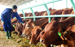 10 điều quan trọng nhất về mảng chăn nuôi bò của Hoàng Anh Gia Lai