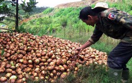 Hành tây Đà Lạt tăng giá đến gần 45.000 đồng/kg