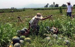 “Nếu không giải quyết được bài toán nông dân làm gì thì hội nhập mới được 50%”