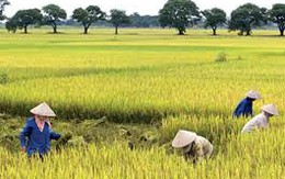 Chuyển mục đích sử dụng gần 250.000 m2 đất trồng lúa tại tỉnh Hưng Yên