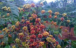 Người trồng cà phê bất ngờ nhận “lộc trời” ngày đầu năm
