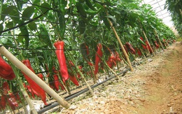 Vingroup đầu tư vào nông nghiệp tại Đồng Nai