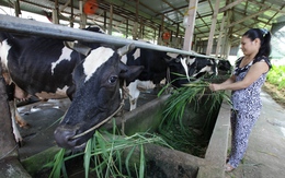 Vinamilk dự kiến mua hơn 200 nghìn tấn sữa của nông dân năm 2016
