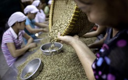 Người trồng cà phê Việt Nam đang giữ lượng robusta nhiều nhất kể từ năm 2010