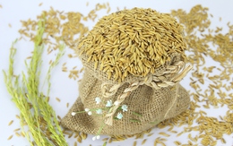 Ảnh hưởng trên thị trường lúa gạo: Biến động tỷ giá lấn át El Nino