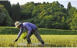 Ngành nông nghiệp Nhật có “gục ngã” thời kỳ hậu TPP?