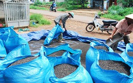 Nhà nhập khẩu cảnh báo chất lượng tiêu Việt Nam