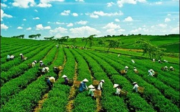 Công ty Nông nghiệp Xanh Hưng Việt đăng ký niêm yết trên HNX