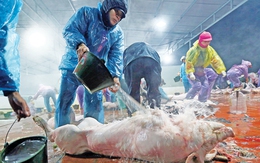 Chất cấm trong chăn nuôi: Nhập từ Trung Quốc, dùng tràn lan