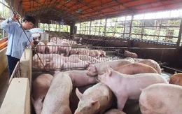 Giá lợn hơi giảm từng ngày