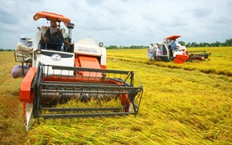 [Hàng hóa nổi bật ngày 24/03]: Trung Quốc giở chiêu dìm giá gạo