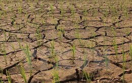 Ngành sản xuất lúa gạo ở Đông Nam Á lao đao vì El Nino
