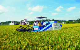 Sản lượng lúa gạo năm 2015 đạt hơn 45 triệu tấn