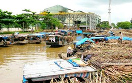 Nghịch lý ngành mía đường: Thừa đường, nông dân bỏ mía