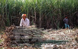 Ngành mía đường đứng trước "bài toán" thiếu hụt nguyên liệu