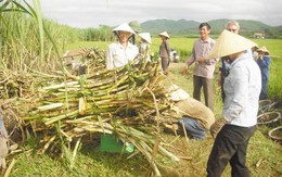 Hiệp hội Mía đường Việt Nam không phản đối đề xuất nhập 50.000 tấn đường