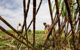 Hiệp hội Mía đường: Nếu năng suất mía đường thực sự cao, sao HAGL cứ phải tiêu thụ ở Việt Nam?