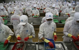 Trước khi rời sàn, Thủy sản Minh Phú kịp báo lãi khủng 755 tỷ đồng năm 2014