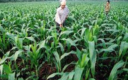 Hút vốn ODA vào nông nghiệp: Sẵn sàng cho giai đoạn mới