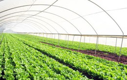 Quảng Ngãi: Công bố quy hoạch khu nông nghiệp công nghệ cao