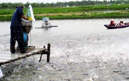 Đưa ao nuôi cá tra Việt Nam lên bản đồ Google