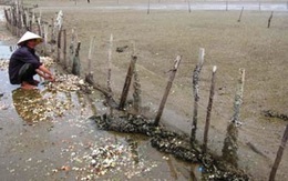 Người nuôi ngao ở Hà Tĩnh thiệt hại 8 tỷ đồng