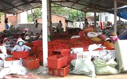 Bình Định: Giá ớt tăng hơn chục lần năm ngoái