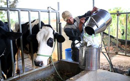 ​Đề nghị công ty sữa chia sẻ khó khăn với người nuôi bò