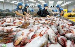 Sửa đổi quy định nuôi, chế biến và xuất khẩu cá tra