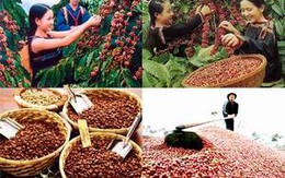 Sắp xếp, đổi mới Công ty nông nghiệp và tái cơ cấu TCT Cà phê Việt Nam