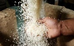 Ai Cập tạm bỏ lệnh cấm xuất khẩu gạo do năng suất lúa tăng