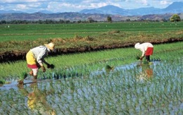 Nông nghiệp Nhật Bản trước ngưỡng cửa TPP