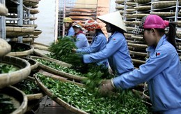 Giá chè Việt Nam rẻ nhất thế giới, xuất khẩu ngày càng giảm