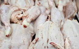 Chính phủ yêu cầu làm rõ thông tin bán phá giá đùi gà Mỹ nhập khẩu