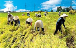Lợi nhuận trồng lúa tăng 40% nhờ ‘bắt tay nhau’