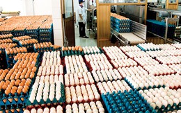 Bộ Công Thương tăng hạn ngạch nhập khẩu trứng gia cầm