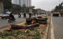 Thanh tra Chính phủ: Việc chặt cây xanh Hà Nội có dấu hiệu vi phạm Luật Thủ đô