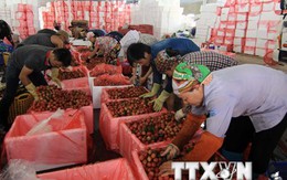 Doanh nghiệp Việt tăng tốc đón đầu FTA với Liên minh Kinh tế Á-Âu