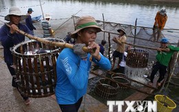 Brazil dỡ bỏ lệnh tạm đình chỉ nhập khẩu cá tra Việt Nam
