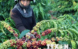 Thay đổi phương thức sản xuất để nâng giá trị cà phê xuất khẩu