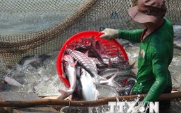Gỡ “gánh nặng” cho doanh nghiệp, người nuôi cá tra xuất khẩu