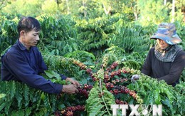 Nông dân xả hàng, xuất khẩu càphê của Việt Nam có thể tăng kỷ lục