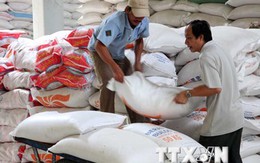 Giấy phép xuất khẩu “trói chân” ngành sản xuất lúa gạo Việt Nam