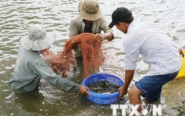 Đầu tháng 9, giá tôm nguyên liệu các loại trong nước giảm nhẹ