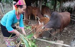 Giảm nghèo đa chiều: Không chỉ xét theo thu nhập